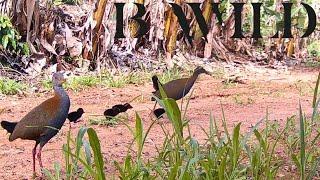 Maravillas Ocultas: Explorando la Fauna Exótica de Brasil