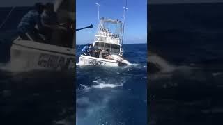 Blue marlin battle