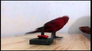 Nuri merah / red lory trick