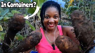 How To Grow Yams In Containers || No Matter Where In The World You Are! IT'S EASY!