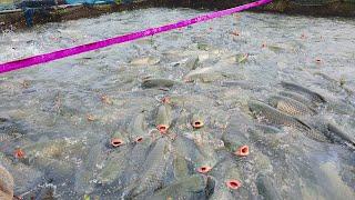 HOW TO FEEDING TENS OF THOUSANDS OF HUNGRY GRASS CARP FISH FARMING