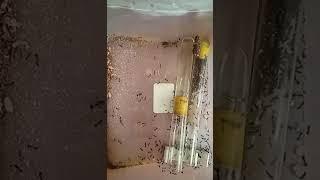 #муравьи #мессор структуры против #жук       #ants #messor structures