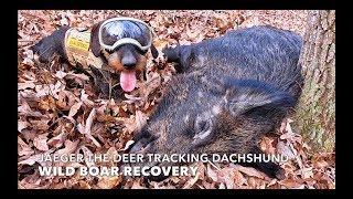 Jaeger - The Deer Tracking Dachshund: Wild Boar Recovery