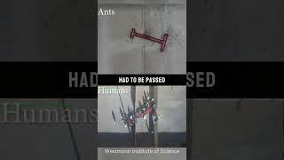 Mind Blowing Experiment Ants  Humans (@WeizmannInstitute)