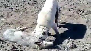 Kangal Completely Destroys A Wolf In An Epic Battle!