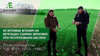 Як ВІТАЗИМ впливає на вегетацію озимих зернових при протруюванні насіння. Польові нотатки