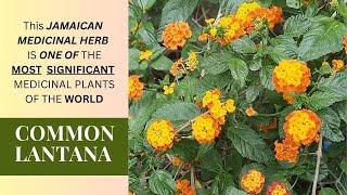 The AMAZING MEDICINAL USES of LANTANA CAMARA that you never knew / Earth’s Medicine