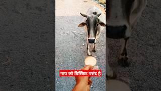 Cow loves biscuit #jaishreeram #bajrangdal #vishwahinduparishad #cowshortvideo #cowlover #dj