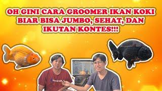 BELAJAR CARA GROOMING IKAN KOKI DARI GANJAR KOKI ! IKAN NYA SEHAT, JUMBO DAN BERKUALITAS KONTES!!!