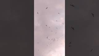 #amazing #crows #sound #status