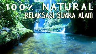 RELAKSASI SUARA ALAM KICAU BURUNG DAN GEMERCIK AIR TERJUN DI DALAM HUTAN