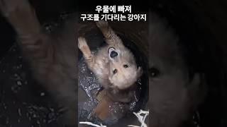 우물에 빠져 구조를 기다리는 강아지