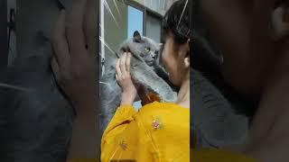 Sadqa  #shorts YouQaria Cute Cats  #viral #islamic #Cats