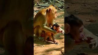 Lovely and active baby monkey #shorts