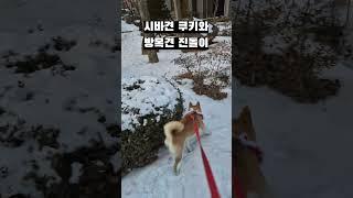 시바견 쿠키와 방목견 진돌이
