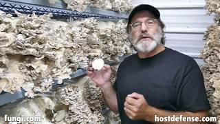 Paul Talks About Maitake Mushrooms