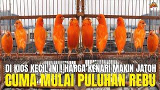 MAKIN MEROSOT TAJAM HARGA BURUNG KENARI TAHUN 2024 DI KIOS KECIL INI ! CUMA MULAI PULUHAN RIBU