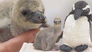 Preemie Penguin Cozies Up to Stuffed Animal Bestie in London Zoo