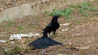 Crow vs Cuckoo | The Crow Brutally Attacked on Koel | Birds Fighting