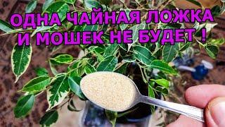 1 ЧАЙНАЯ ЛОЖКА И МОШКИ В КОМНАТНЫХ ЦВЕТАХ И РАССАДЕ ИСЧЕЗНУТ. СРЕДСТВО ОТ МОШЕК В ЦВЕТАХ И РАССАДЕ.