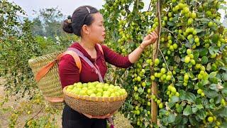 "Harvesting Sour Apples to Sell at the Market - Gardening and Cooking | Trieu Mai Huong".