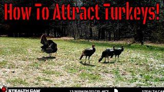 How To Attract Turkeys To Your Land! YOU NEED GREEN FOOD!