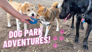 Shiba Inu puppy goes to the dog park for the first time