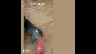 Shorts | Cute Cats Funny Reaction  |  LillyShorts