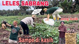 Leles  ubi Dpt 1 Karung Loukong Sampe Gk Kuat Bawa ‼️ ada yg di kasih besarr banget