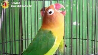 AMPUH!! Lovebird LANGSUNG NYAUT dan IKUT NGEKEK dengan masteran lovebird ini