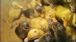 Baby ducks first bath first time swimming cute little baby ducks