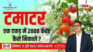 टमाटर एक एकड मे 2000 कॅरेट कैसे निकाले ?#patilbiotech