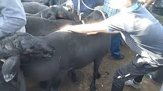 Янгийул мол бозори КУ́ЧКОРНИ ударлари арзон нархда
