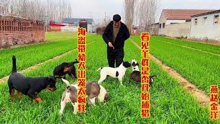 海盗带幼犬出笼太疯狂，看见羊群是否捕猎，金洋直言不确定