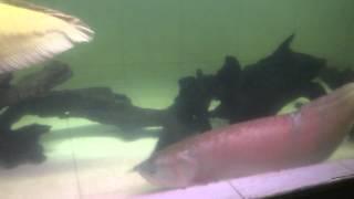Monster pond with 3 ft Silver Aros and Tiger Shovenose, Red Tail Cats