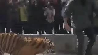 Tiger handler