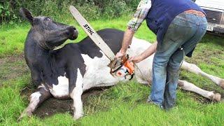 Unbelievable Cow Transport & Hi-Tech Milking on a Farm Tour!