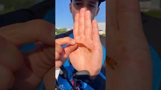 Самая лучшая оснастка для мелкого хищника #спиннинг #рыбалка #окунь