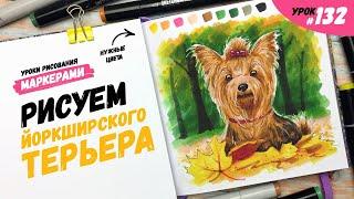 Как нарисовать йоркширского терьера? / Видео-урок по рисованию маркерами #132