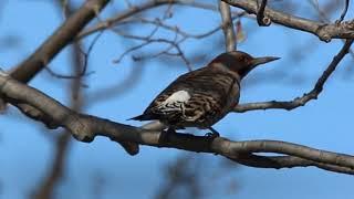 DBB Our Friend Flicker