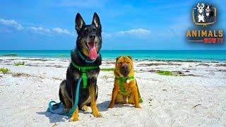 Top 10 Dog Friendly Vacations - Best Vacation Trips to take your Dog