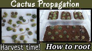 How to Easily Root and Propagate a Cactus 