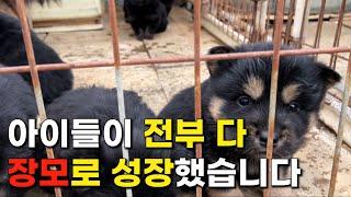 블랙탄 강아지들이 전부 장모의 모질을 가졌습니다. | 진돗개 네눈박이 강아지 | 블랙탄 '탄별이'의 자견 강아지