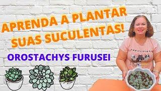 CULTIVO DE SUCULENTAS - Orostachys Furusei