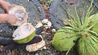 How to eat healthy - Fresh flesh and juice of coconut .Delicious