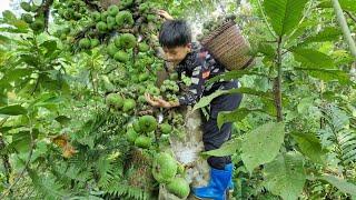 Nam - poor boy: Picking wild figs to sell. The orphan boy's joy when he sold all his fruit