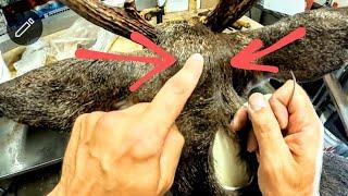 THIS TRICK keeps stitches TIGHT!! ***SUPER EASY*** WHITETAIL TAXIDERMY!
