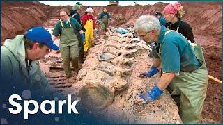 Uncovering The Skeleton Of A Rare Blue Whale | Raising Big Blue | Spark