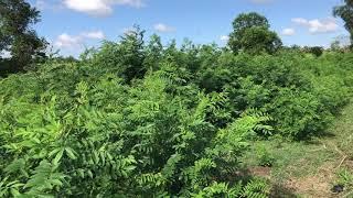 Indigofera Zollingeriana is a legume forage for goats in Iloilo Living Farm.