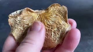 ВЕШЕНКА ПОКРЫТАЯ.Pleurotus calyptratus.